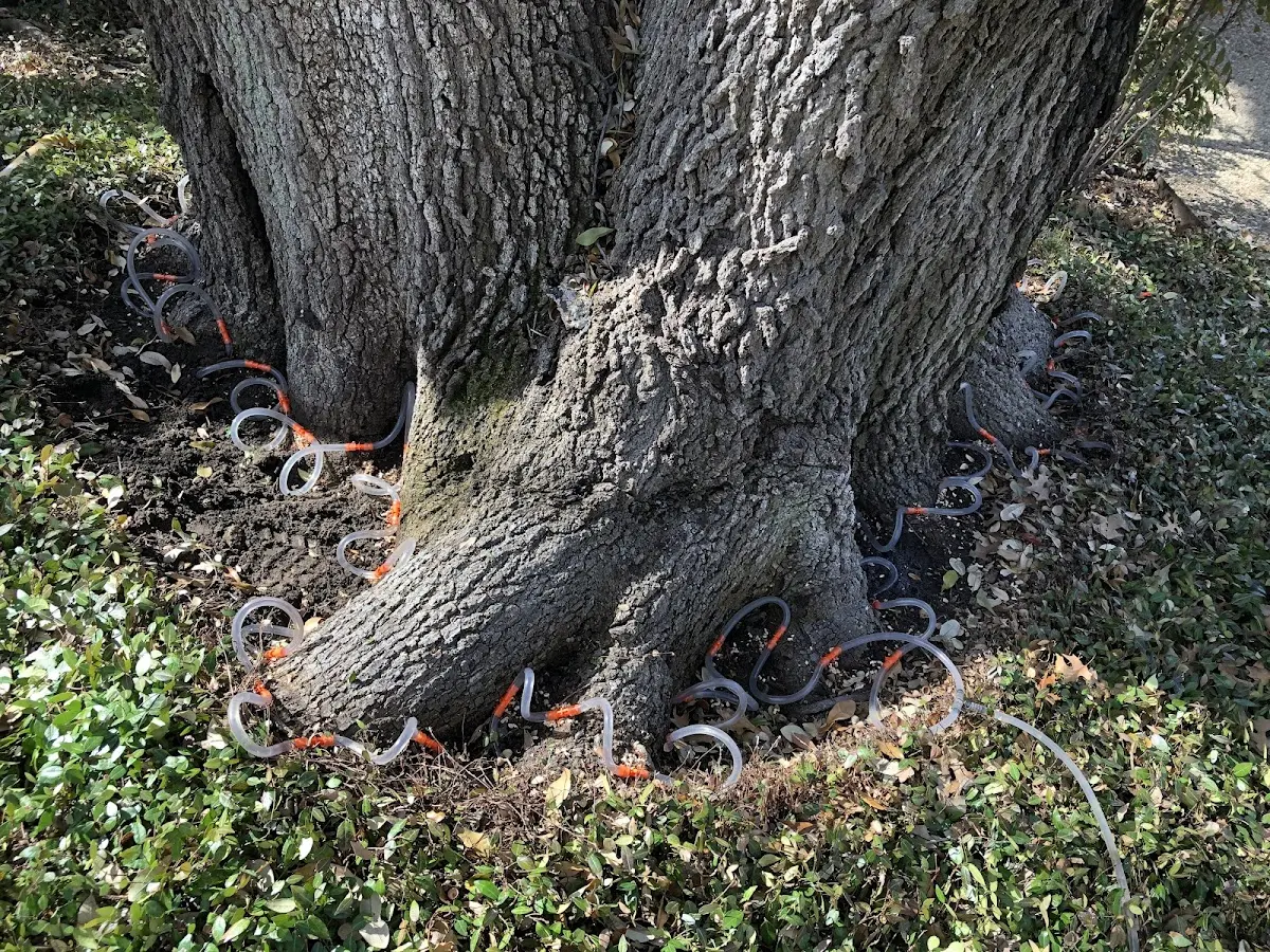 Detailed Tree Cabling and Bracing job site in Bellaire