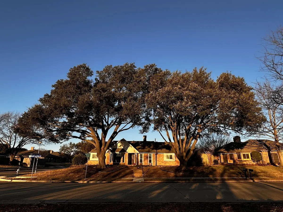 Established residential canopy tree shading a home in Bellaire